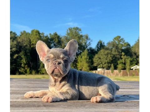 French Bulldog Cins Yavrular