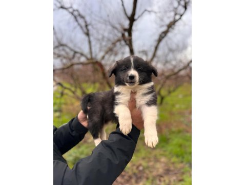 Enerjisiyle Hayatınıza Neşe Katacak Border Collie!