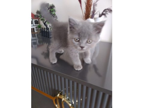 50 Günlük Yavru Kedimiz