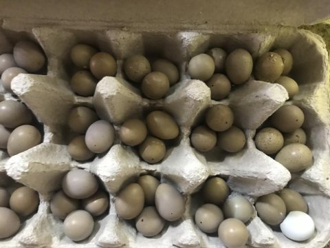 Japon Bıldırcın Yumurtaları Eşli