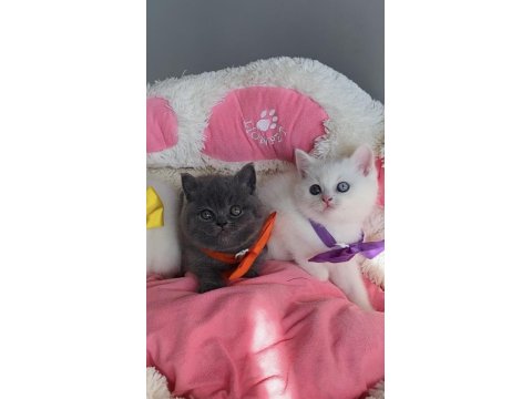 Nadir Bulunan Oddeyes Ve Blue British Bebeğim