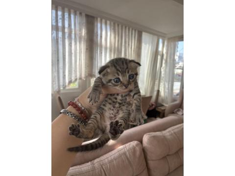 Erkek Scottish Fold Kedimiz