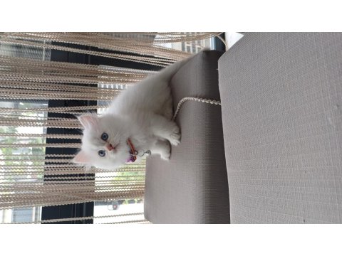 British 2 Aylık Kar Beyazı Maviş