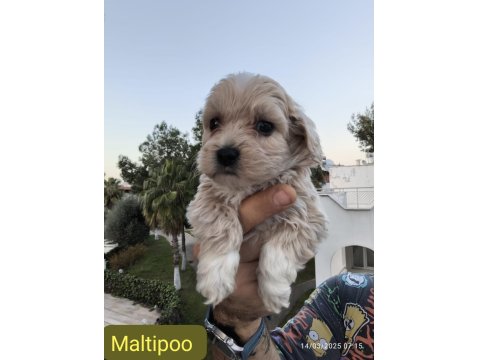 Maltipoo Dişi Ve Erkek Yavrularımız