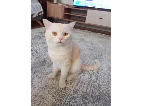 Sevimli Scottish Straight Yavrumuz Yeni Yuvasını Arıyor.