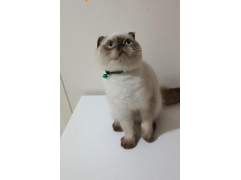 Top Kafa Scottish Fold Erkek