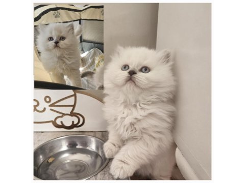 Maviş British Longhair Bebeğimiz Teslime Hazır