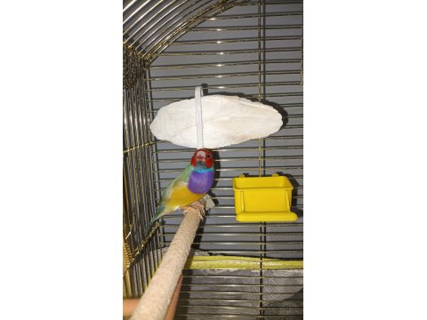 Yavru Alınmış Gökkuşağı İspinozları