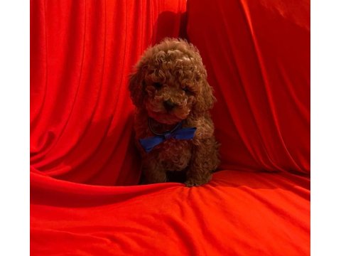 Safkan Ve Pasaportlu Toy Poodle Yavruları