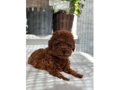 Kore Tea Cup Poodle