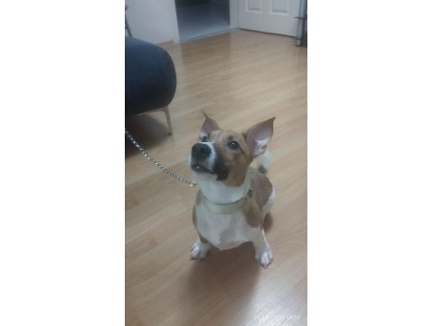 5 Aylık Sorunları Bitmiş, Aşılı, Tuvalet Eğitimli Jack Russell