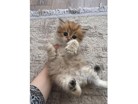 1 Aylık Bebik Kedimize Yuva Arıyoruz