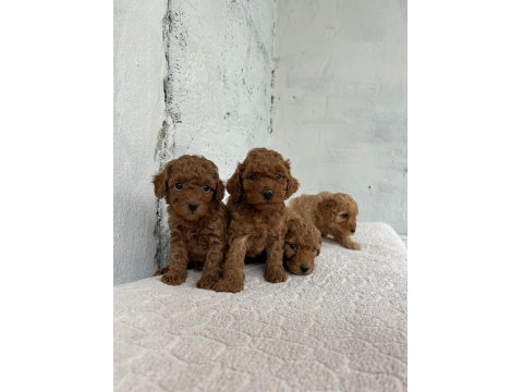 Toy Poodle Yavrularımız Sağlık Garantili