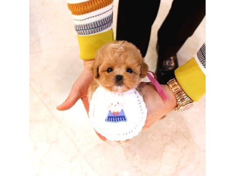 Kalitesi̇ Tartışılmaz Düzeydeki̇ Toy Poodle Bebekler