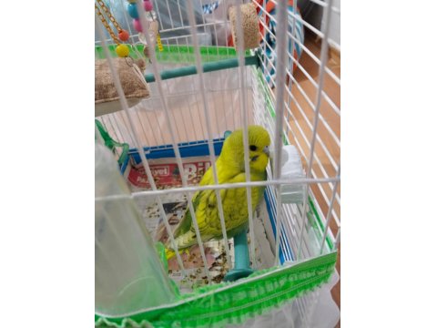 2 Tane Muhabbet Kuşu İkisi De Kafesiyle Beraber Verileccek