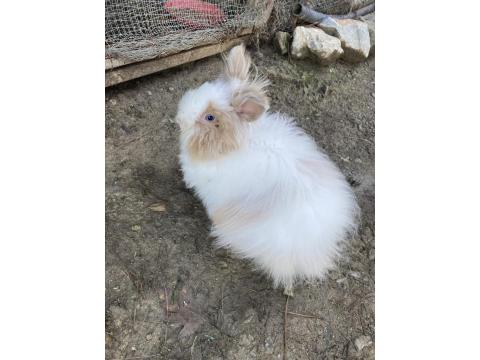 Aslanbaş Güzeli Dişi Tavşanımız