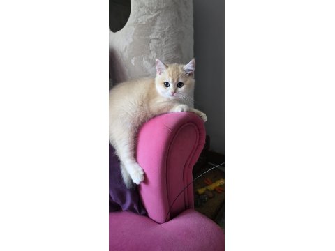 British Shorthair Golden Ny12 Yavrular