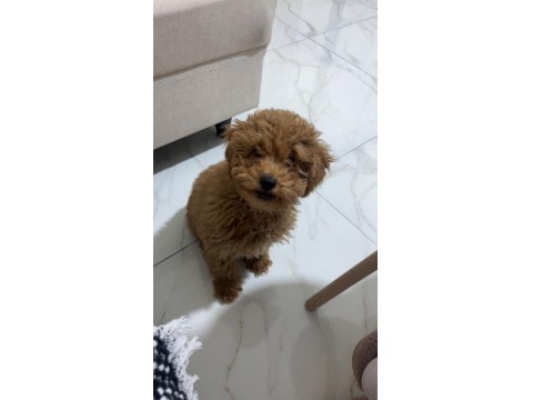 3.5 Aylık Erkek Poodle Hatay