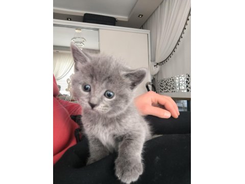 1 Aylık Dişi Yavru Kediler