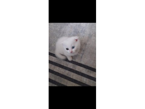 Scottish Fold Renkli Gözlü