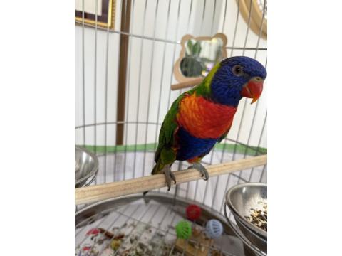 Geveze Lori Papağanımız