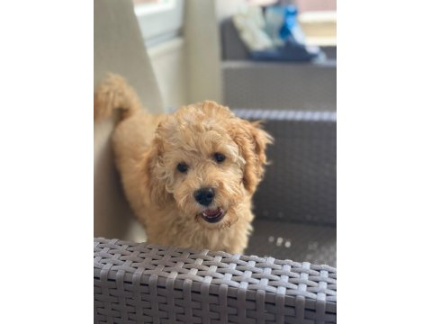 2.5 Aylık Tuvalet Eğitimli Erkek Toy Poodle
