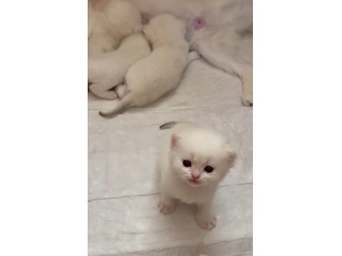 Safkan Şampiyon Yavru Kediler