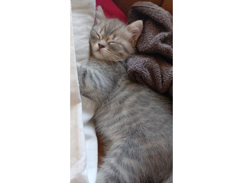 Sahibinden Kedi Ailesi