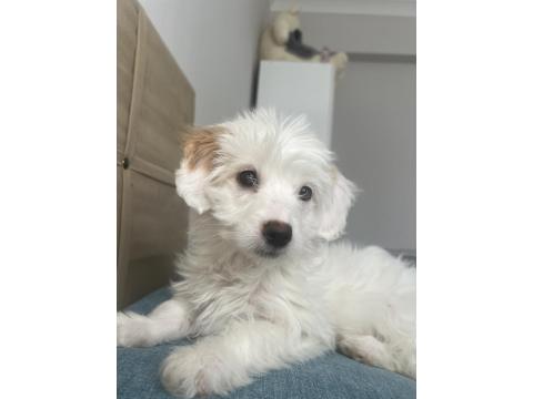 Güzel Terrier Kızımı Sahiplendiriyorum