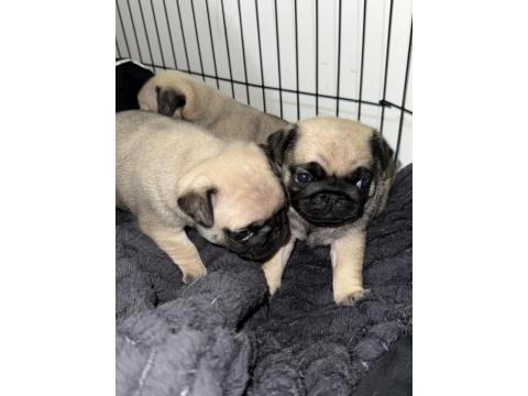 Orjinal Pug Yavrusu