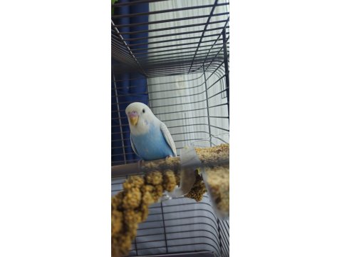 Konuşturmak İçin Tam Zamanı Muhabbet Kuşu