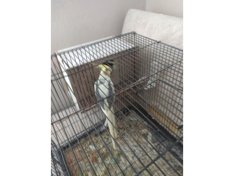 Çift Sultan Papağanımız