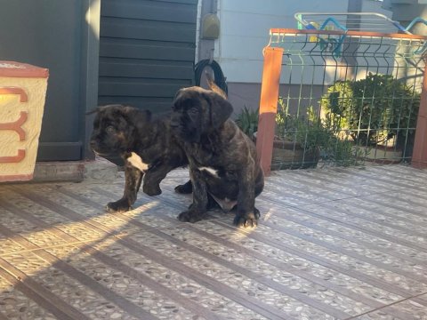 Dev Erkek Cane Corso Köpeği