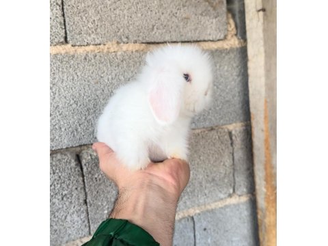 Hollanda Teddy Lop Tavşan Yavruları