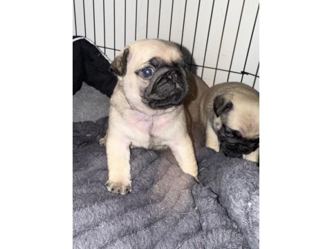 Orjinal Pug Yavrusu