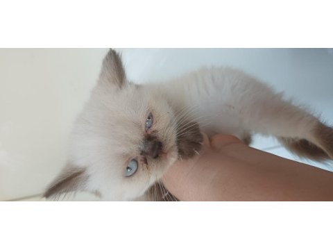 Adana Yavru Kediler Teslime Hazır