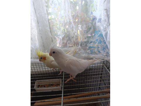 Albino & Lutino Takım Sultan Papağanı