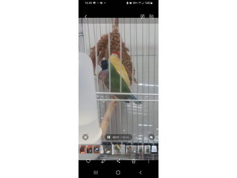 Acil Yumurtalı Cennet Papağanı