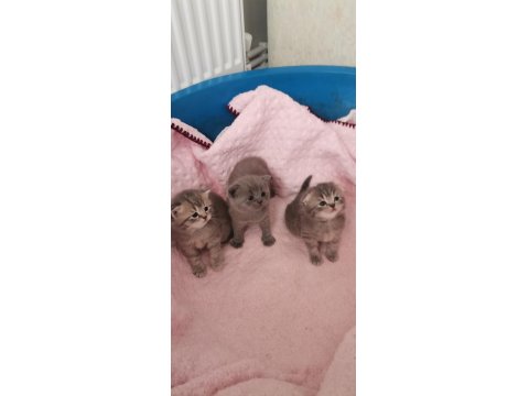 Scottish Fold Yavruları