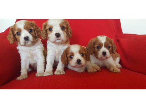 Safkan Cavalier King Charles Bebekler