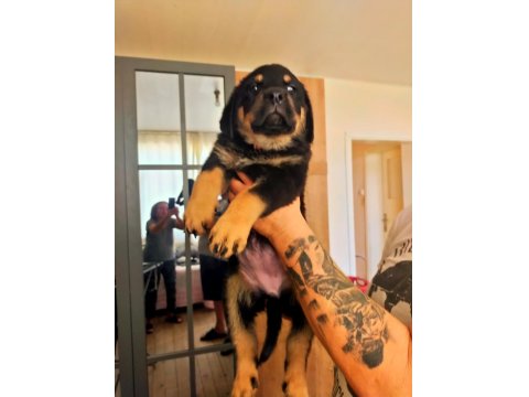 Safkan Dişi Rottweiler Yavru Köpekler