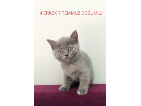 British Yavrularımız