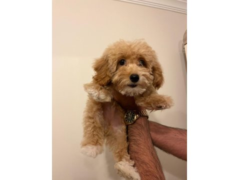 A Kalite Maltipoo Yavrularımız Sizler İle