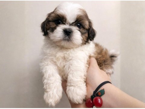 Shih Tzu Dişi Erkek Yavrular Özel Renk Mevcut