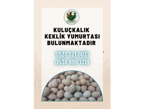 Kınalı, Beyaz, Silver Ve Albino Keklik Yumurtası
