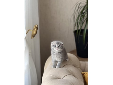 Sıfır Kulak Scottish Fold Güzelliklerim