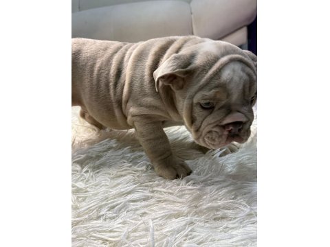 Türkiye Deki En Güzel İngiliz Bulldog Yavrularımız