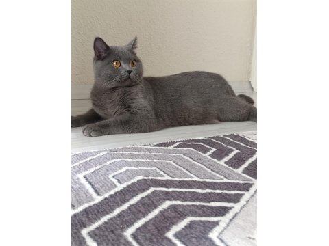 Safkan British Shorthair