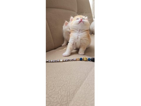 Kaliteli British Shorthair Kediler