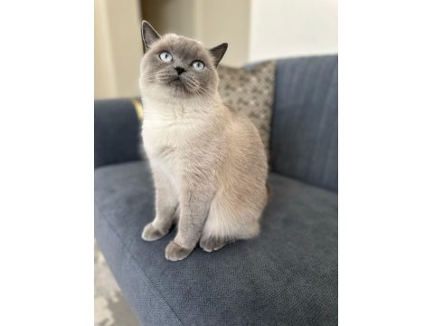 1,5 Yaşında Kısırlaştırılmış British Shorthair Kızımız